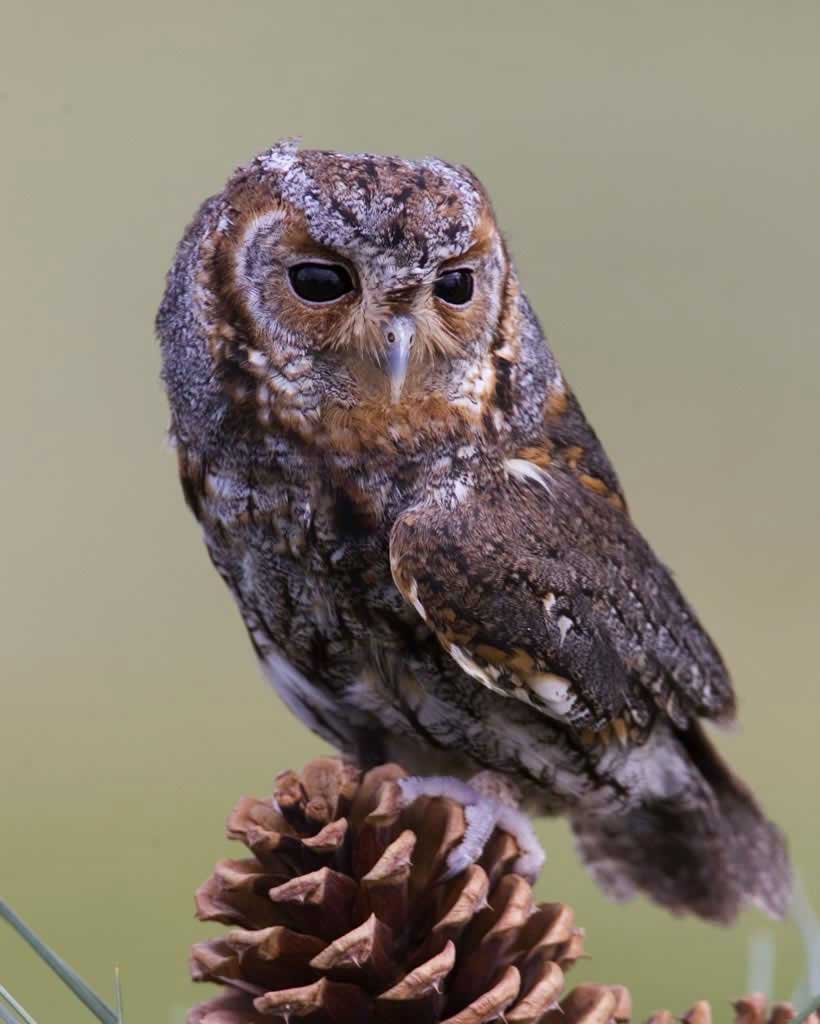 CodyCrawfordBio's tweet photo. F is for the Flammulated Owl (Psiloscops flammeolus)! This little owl usually only grows to about 6 inches long! Photo: https://t.co/kDlGiEzVvW … #Ornithology #BirdsABC #UniversityofIowa https://t.co/8xsAJbrbgE