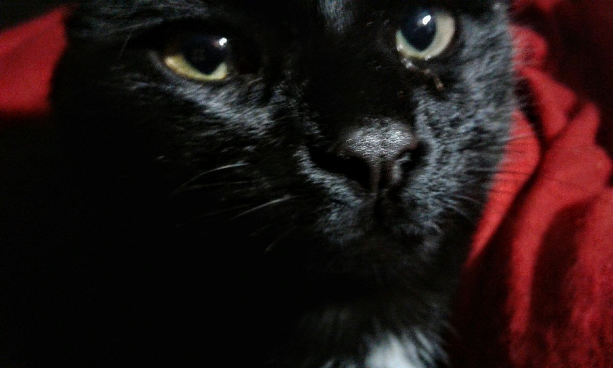 Maxcattrax's tweet photo. Meet Saturn. He's Jupiter's littermate and the smaller of the two brothers. #cats #blackcat #cat #cute #closeup #comfy #cozy https://t.co/kvgRC9jLUJ