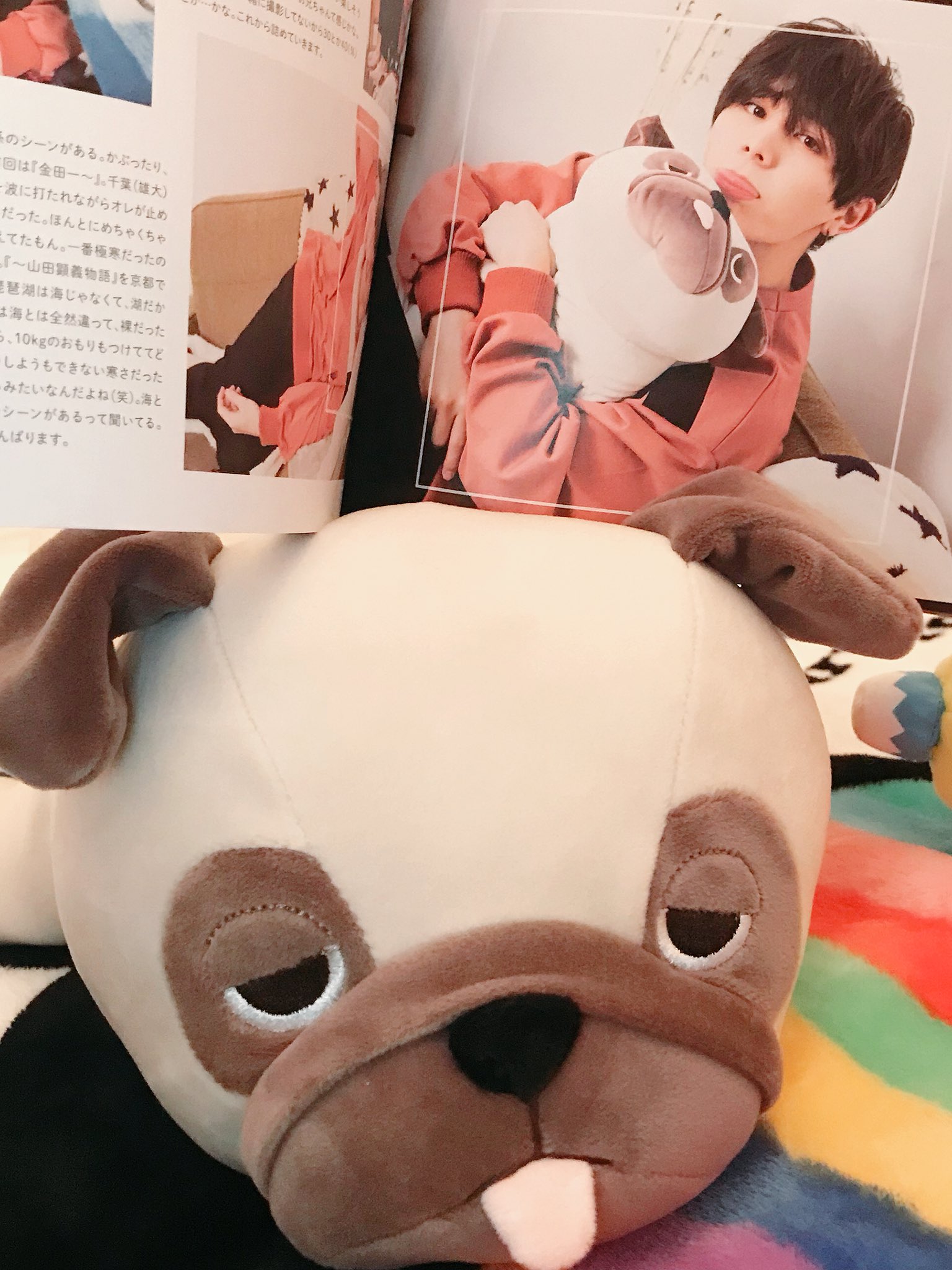 くま No Twitter 2月表紙 全部山田くん やーばー 雑誌を飾れる収納棚を衝動買いしたくなるー Wink Upでパグの人形を抱いてるの可愛すぎて ねむねむアニマルズつい購入 肌触り気持ちいい うちのワンコがかなり気に入って上に乗る 命名パグ介 山田涼介 くま No Twitter 2月表紙 全部山田くん やーばー 雑誌を飾れる収納棚を衝動買いしたくなるー Wink Upでパグの人形を抱いてるの可愛すぎて ねむねむアニマルズつい購入 肌触り気持ちいい うちのワンコがかなり気に入って上に乗る 命名パグ介 山田涼介