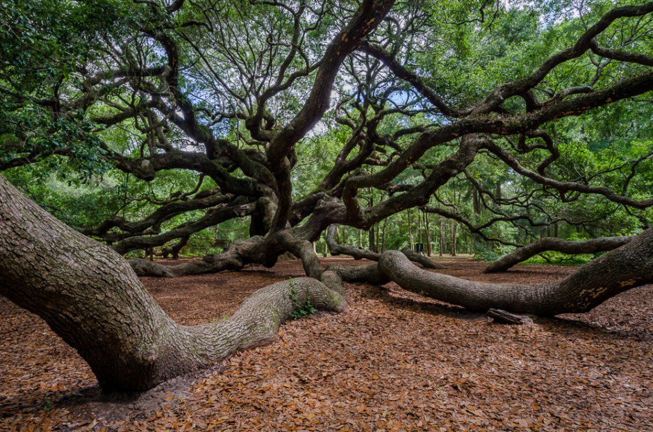 Greenpeace's tweet photo. WOW! These trees from around the world are sure to inspire you to get out into nature! https://t.co/Naw3CkI2Zw https://t.co/Zl76loLWnS