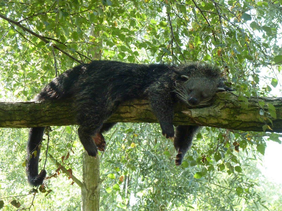 sumatrajungle_ tweet picture
