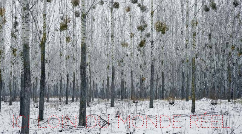RichardNSkinner's tweet photo. Poem of the Week "forêt en montagne, l’hiver, avant 1928" from #TheLightUserScheme (@SmokestackBooks) https://t.co/z558ysHw1X https://t.co/bov086XaS2