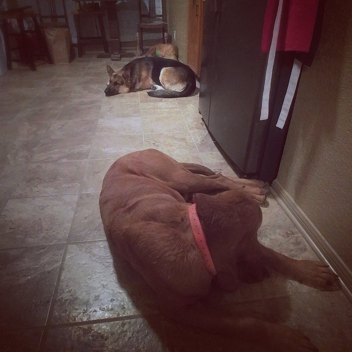 Steph_L_Taylor's tweet photo. Our three pups staying warm these cold evenings #servicedog #warmdogs #sleepydogs #dogsofinstagram https://t.co/uHTVXzCOjc