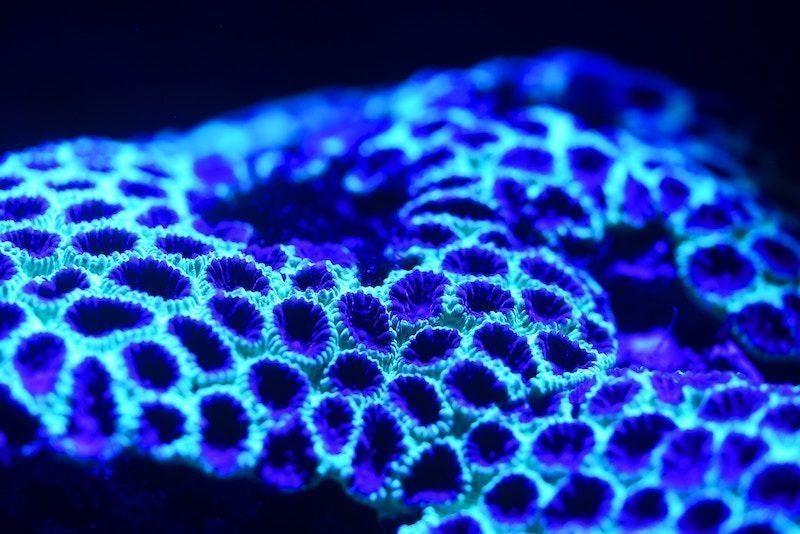 larsling's tweet photo. Global #CoralReefs Could Be Saved By New Lab-Bred Super Corals
https://t.co/1P8csqQI15

#OceanTechnology #SaveOurOcean by #Oceanwire via @c0nvey https://t.co/1fhX3ibBGI