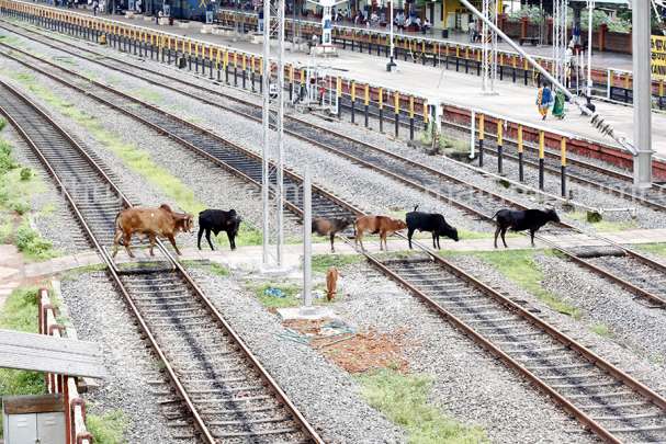 mathrubhumi's tweet photo. 3,350 ലോഡ് ചാണകമാണ് വാങ്ങുന്നത് https://t.co/3awXcHjFSg #Clean_Earth https://t.co/dmDucjF6pI