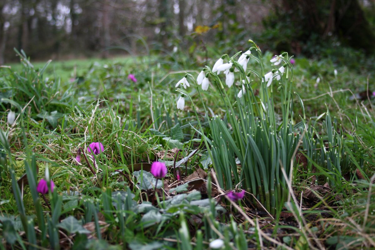 nationaltrust's tweet photo. The first snowdrops are sprouting... https://t.co/KeeGpexxNP