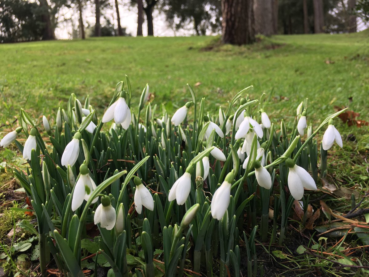 nationaltrust's tweet photo. The first snowdrops are sprouting... https://t.co/KeeGpexxNP