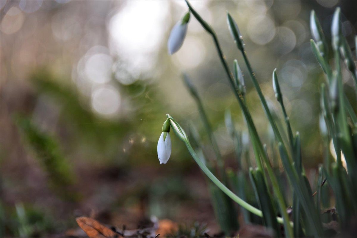 nationaltrust's tweet photo. The first snowdrops are sprouting... https://t.co/KeeGpexxNP