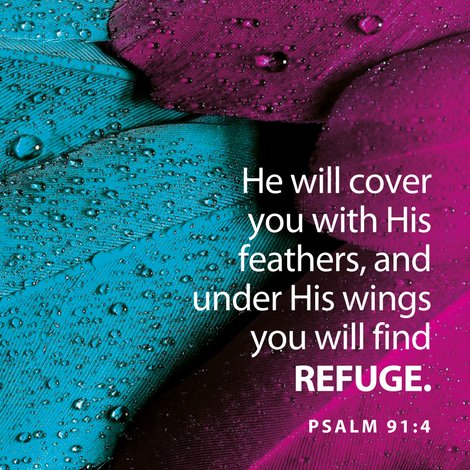 Stewart7Donna's tweet photo. He shall cover you with his feathers&amp;under his wings shall you trust: his truth shall B your shield &amp; buckler. Ps91:4. He is our Protector! https://t.co/EJyhmYF9fZ