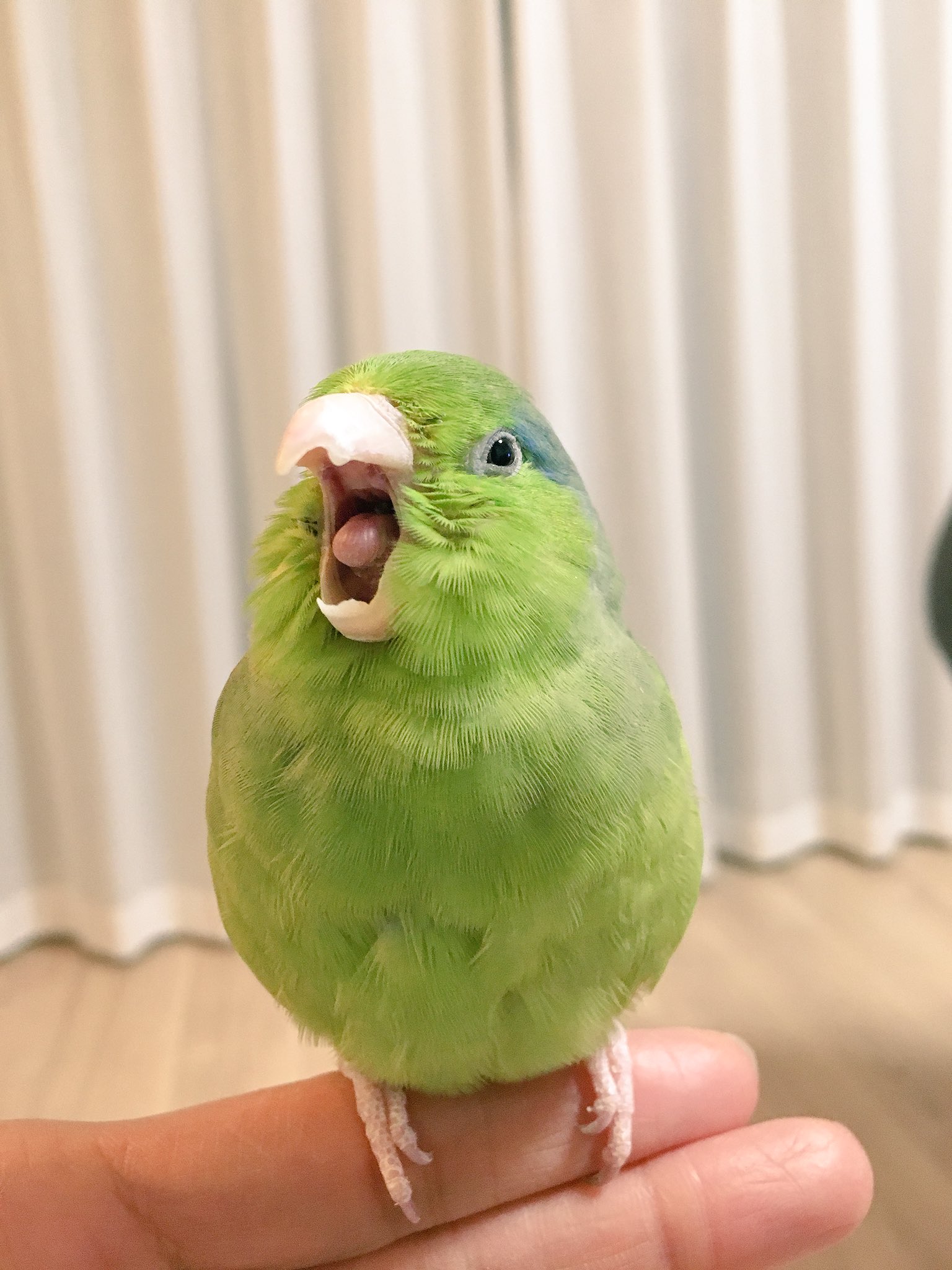 Twitter 上的 Tomomi かわいい かわいい かわいい かわいい かわいい マメルリハ インコ T Co Mwzxb0ifhw Twitter