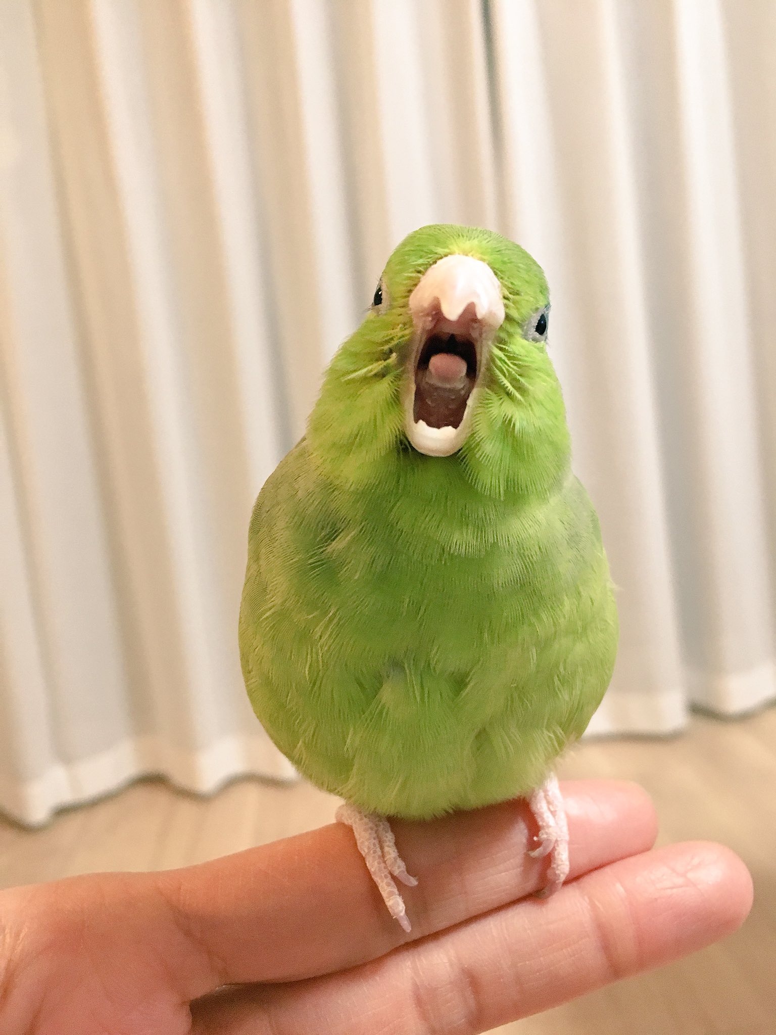 Tomomi かわいい かわいい かわいい かわいい かわいい マメルリハ インコ T Co Mwzxb0ifhw Twitter