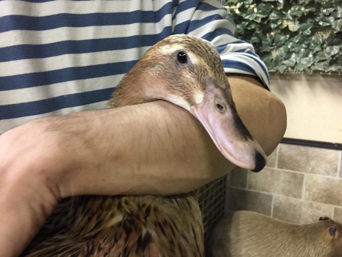 Twitter 上的 星川どうぶつのおうち 合鴨ちゃん可愛い 水中を潜ってる時のスピードか早すぎて ﾟ ﾟ D 合鴨 鴨 T Co W5fdrr22vc Twitter