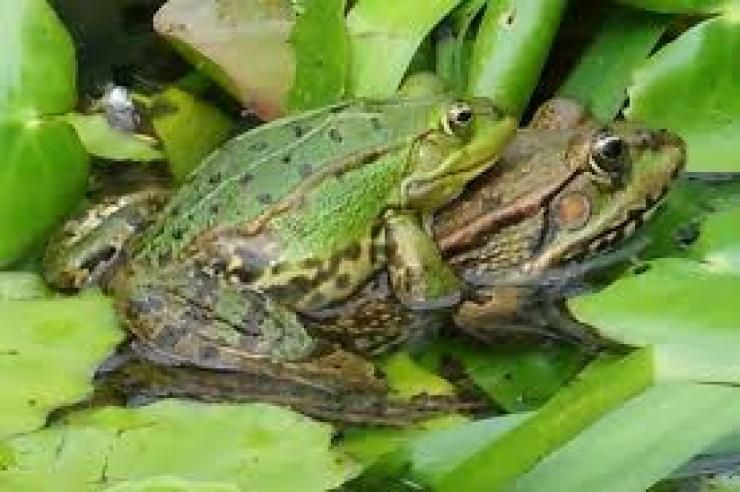 qureta's tweet photo. Bila seks begitu buruk, mengapa Tuhan meminta kita berkembang biak dengan seks? Bila seks begitu dekat dengan dosa dan neraka, mengapa dari perkosaan Tuhan tetap bisa meniupkan kehidupan, padahal dosa dan neraka adalah kematian abadi? https://t.co/egtWU7FTlt https://t.co/N6yxBkVANm