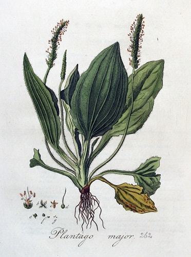 medicinalplanta's tweet photo. Llantén y sus saludables beneficios https://t.co/LVGuk2Jnf2 https://t.co/jzyfcLbsWw