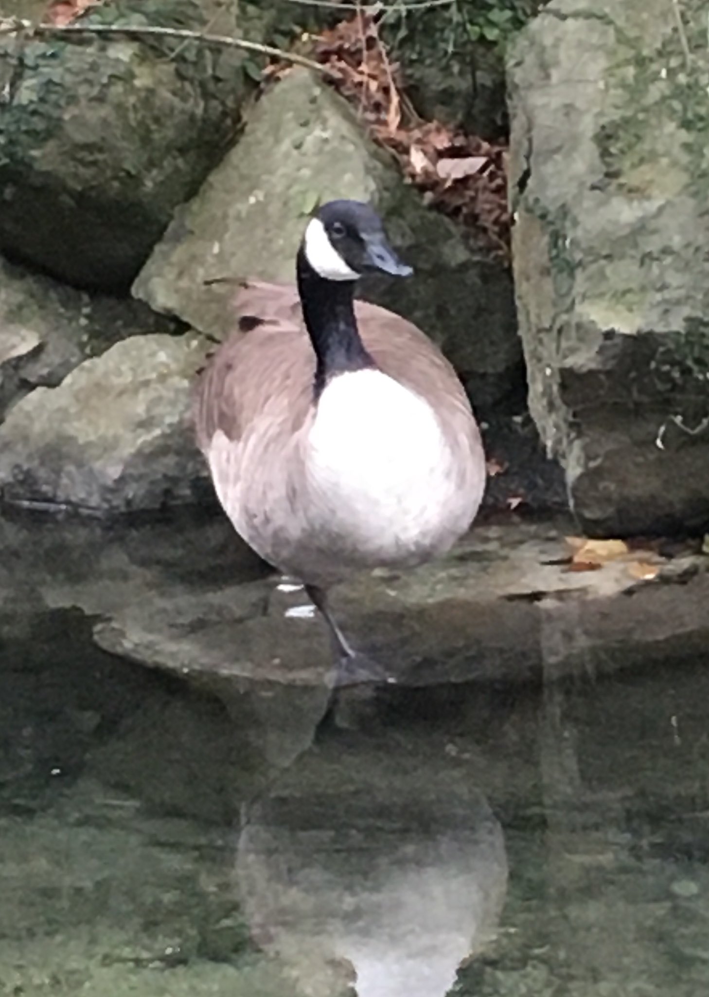 鹿児島市平川動物公園 一本足 という声がフラミンゴやツルの辺りでよく聞かれます 実はそのほかの鳥たちも結構片足で立っているんですよ こちらはカナダガン リラックスしている時に見られるので楽なのでしょうね 体温を逃さないため 説も