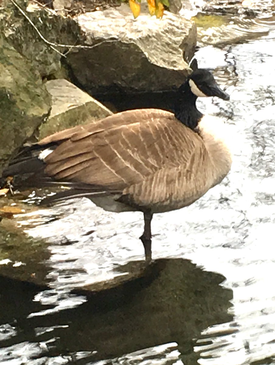 鹿児島市平川動物公園 على تويتر 一本足 という声がフラミンゴやツルの辺りでよく聞かれます 実はそのほかの鳥たちも結構片足で立っているんですよ こちらはカナダガン リラックスしている時に見られるので楽なのでしょうね 体温を逃さないため 説も