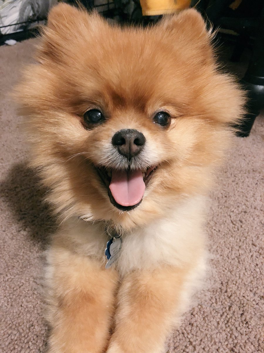 baileys92010's tweet photo. Seriously if you think my dog is ugly there is something wrong with you. https://t.co/HNtXinW2wo