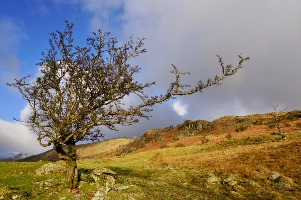 mountain_hikes's tweet photo. Stunning afternoon light yesterday on the way up from #Rydal.  @EarthandClouds @SnapYourWorld @NotJustLakes @ANS_Productions @WizardWeather @CumbriaWeather @PicBallot @PictureCumbria @BBCEarth #Windermere #LakeDistrict https://t.co/t6JSGyZFEY