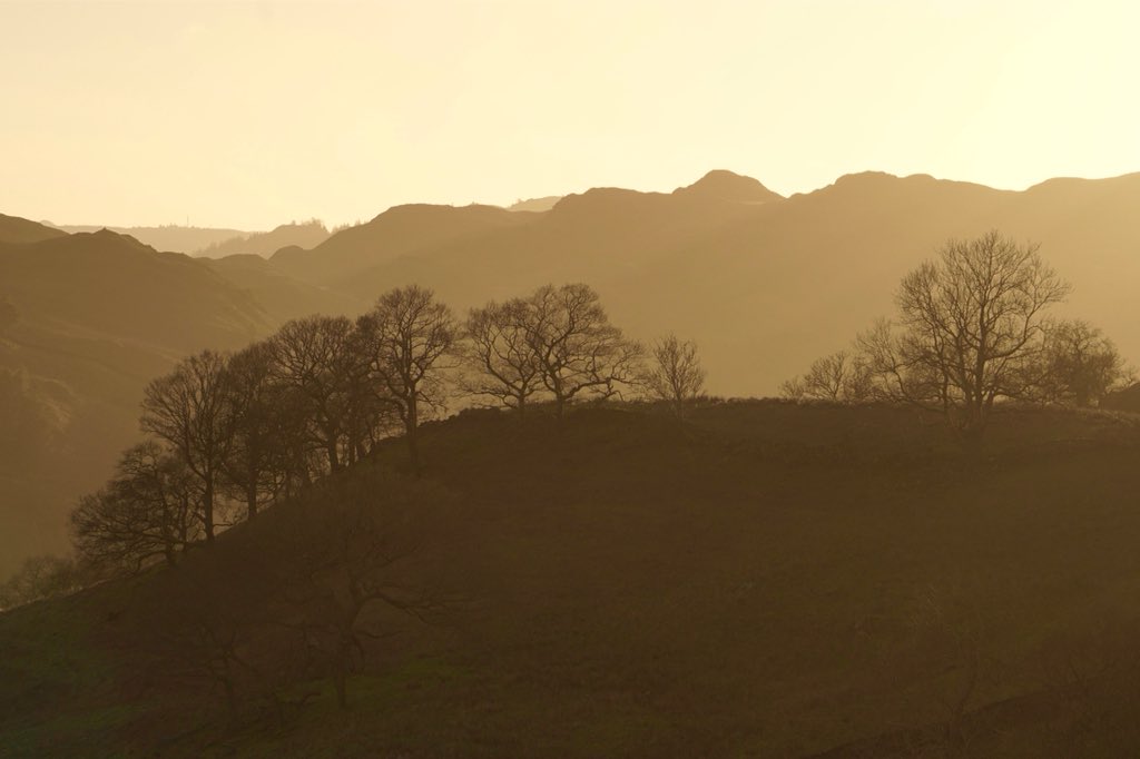mountain_hikes's tweet photo. A few trees nicely silhouetted against the sky as the sun was setting yesterday near #rydal. @NotJustLakes #LakeDistrict https://t.co/YftKBvqQvn