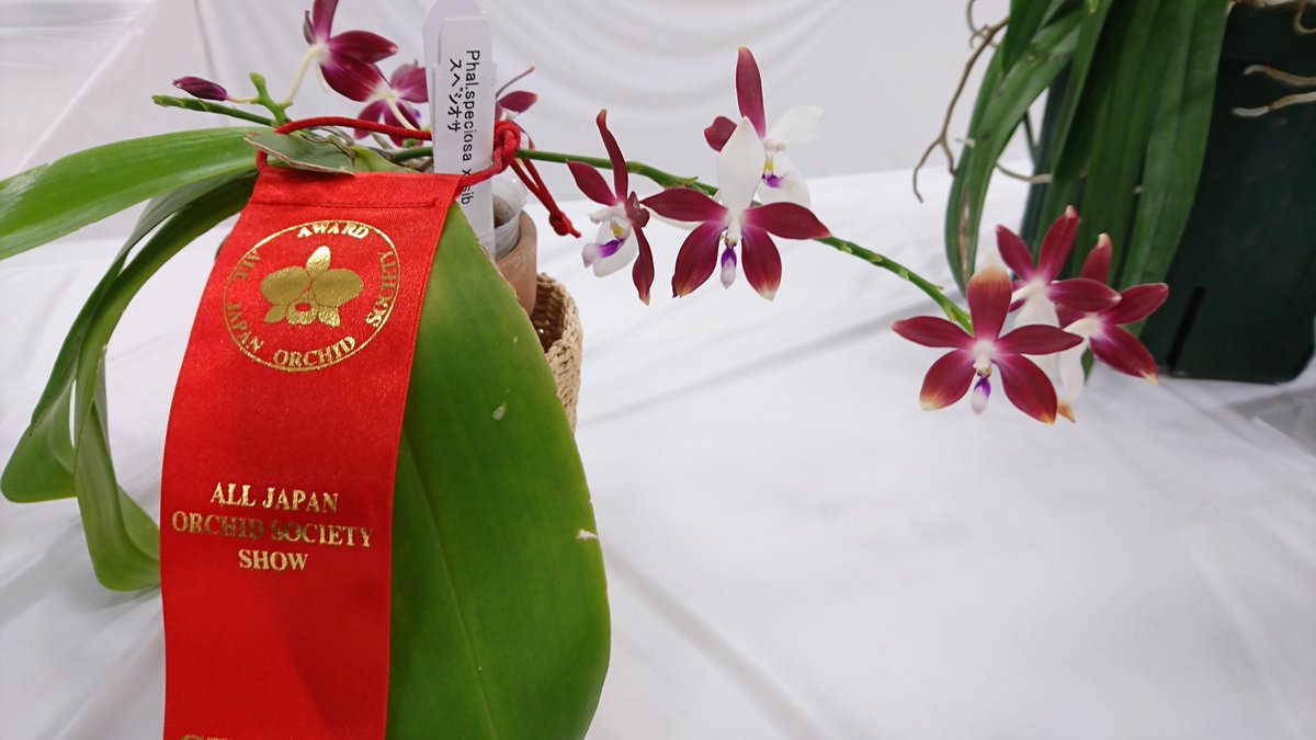 有 新垣洋らん園 Pa Twitter サンシャインの蘭展で去年うちから買った胡蝶蘭原種が入賞したと嬉しい報告がありました