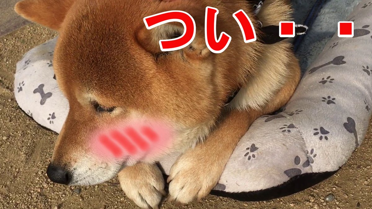 柴犬てつ Su Twitter 恥ずかしがる柴犬可愛すぎｗ 条件反射でついお手をした事が恥ずかしくなる柴犬 Shiba Inu Was Embarrassed That He Gave His Paw W T Co Brncws9ifg Youtubeさんから T Co Vv2pkhgvj7