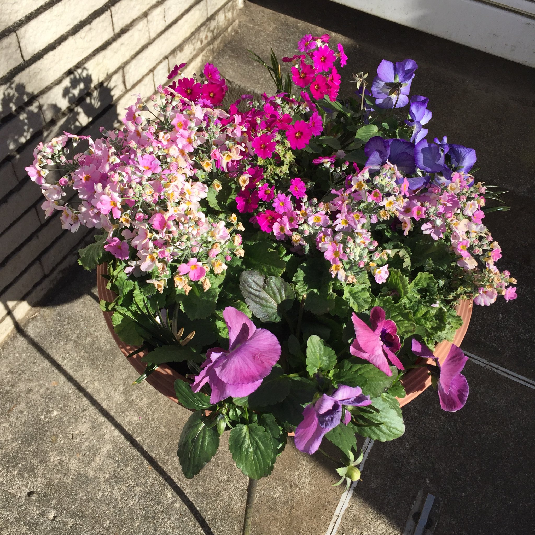 Masashi Various Kinds Of Flowers いろいろな種類の花 花 いろいろな花 カラフル 冬の花 冬 新年 1月 寒い 晴れ 日差し Flowers Winterflowers Colorful Winter January Newyear Sunny Sunshine Cold Blumen Winterblumen