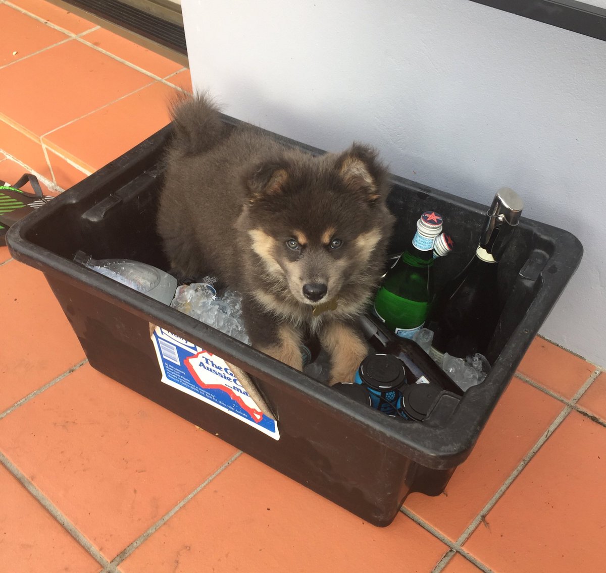 SJHardie's tweet photo. Our puppy has the right idea!
#SydneyHeatwave https://t.co/kv4uDszX0Z
