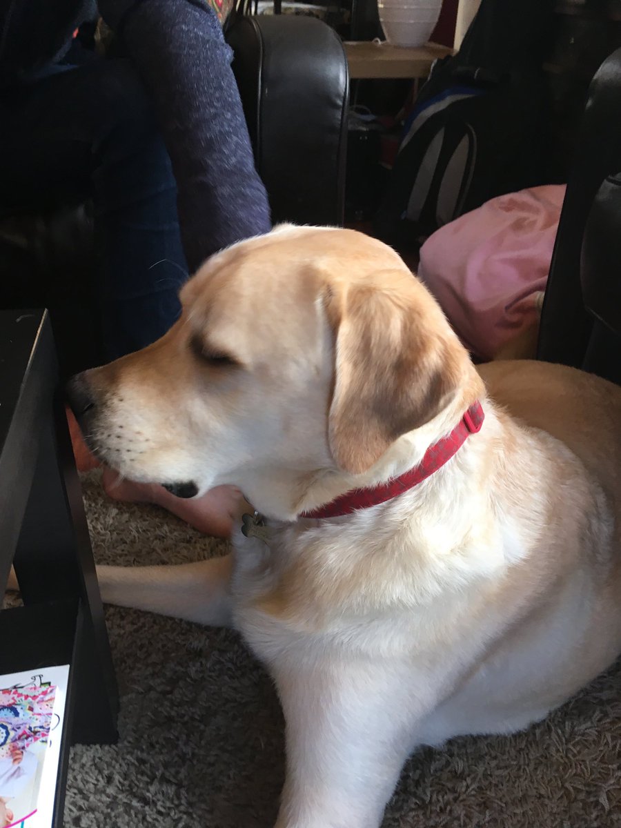 MonktonNutfield's tweet photo. Looking forward to seeing the Nutters and introducing them to the newest member of the team..Artie! #boardinghousedogs https://t.co/xUxlvOMVJD