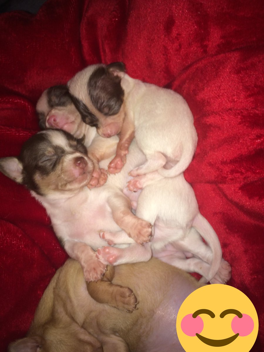 RamiBoysLive's tweet photo. The lil chihuahuas 😃😍😍😘 https://t.co/ku7xG3bwEn