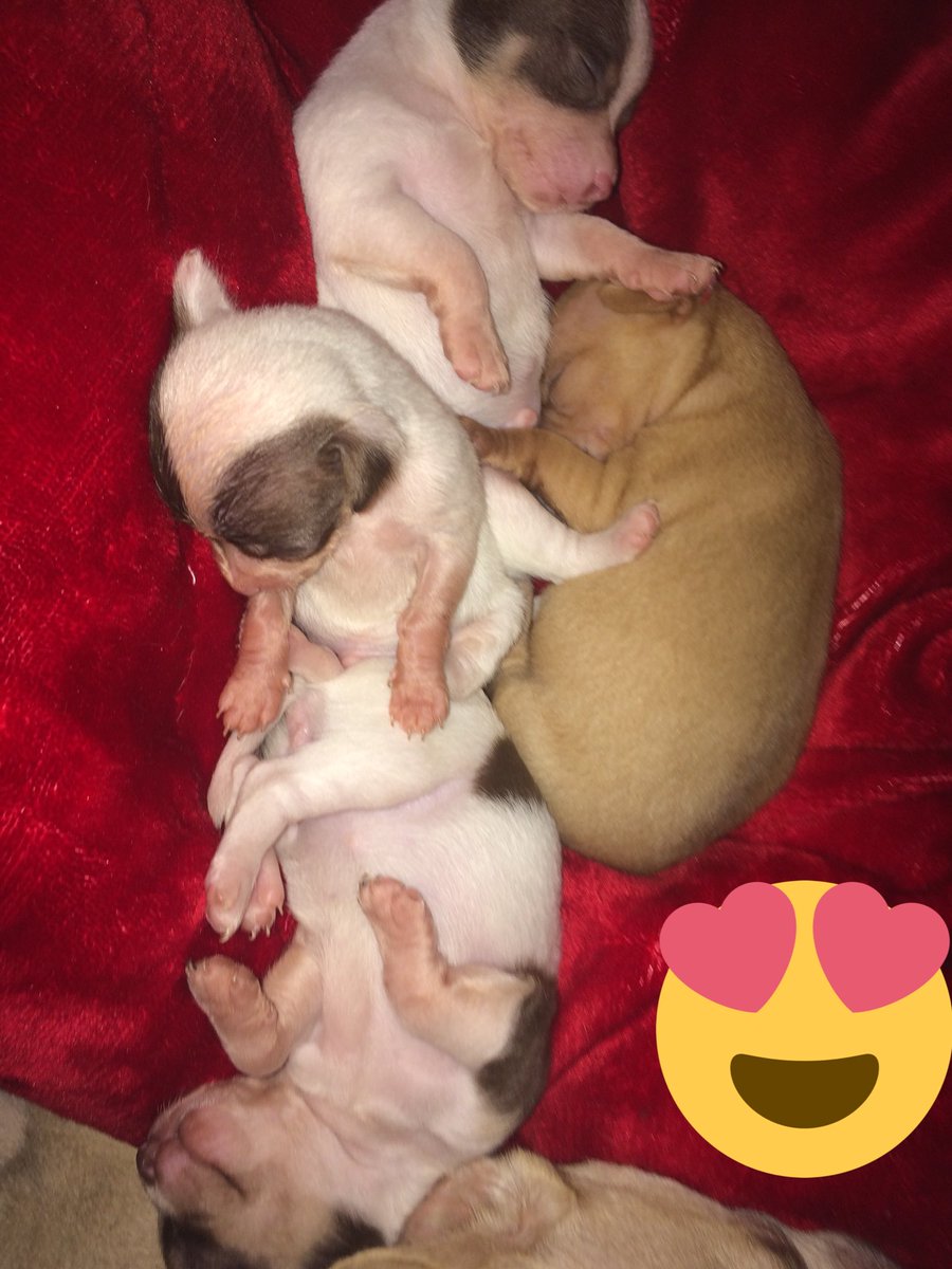 RamiBoysLive's tweet photo. The lil chihuahuas 😃😍😍😘 https://t.co/ku7xG3bwEn