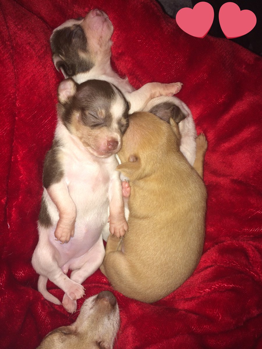 RamiBoysLive's tweet photo. The lil chihuahuas 😃😍😍😘 https://t.co/ku7xG3bwEn
