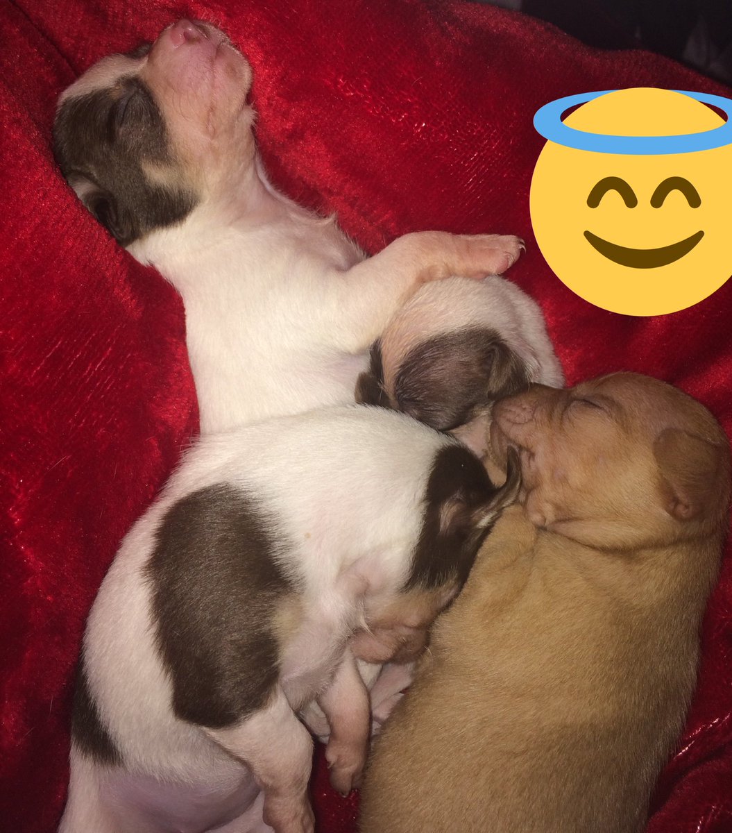 RamiBoysLive's tweet photo. The lil chihuahuas 😃😍😍😘 https://t.co/ku7xG3bwEn