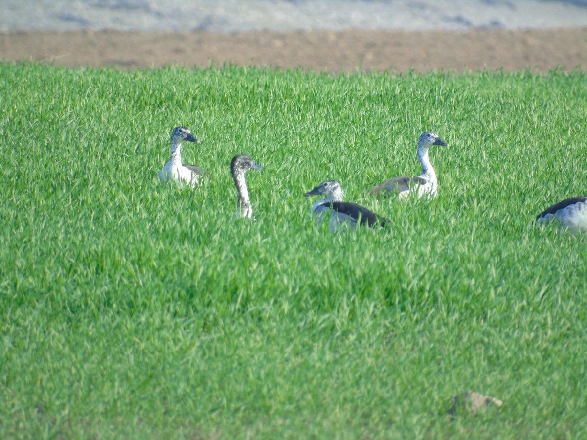 bestbirds5's tweet photo. #Rajasthan has >500 bird species & during our visit we recorded 1/10th of the bird species in #Bundi just 3 days of birding. What an incredible diversity. #CombDuck (Sarkidiorinis melanotos) flock an uncommon birds of marshes were recorded @jollivirat #ornithology https://t.co/SbI39pFjMn