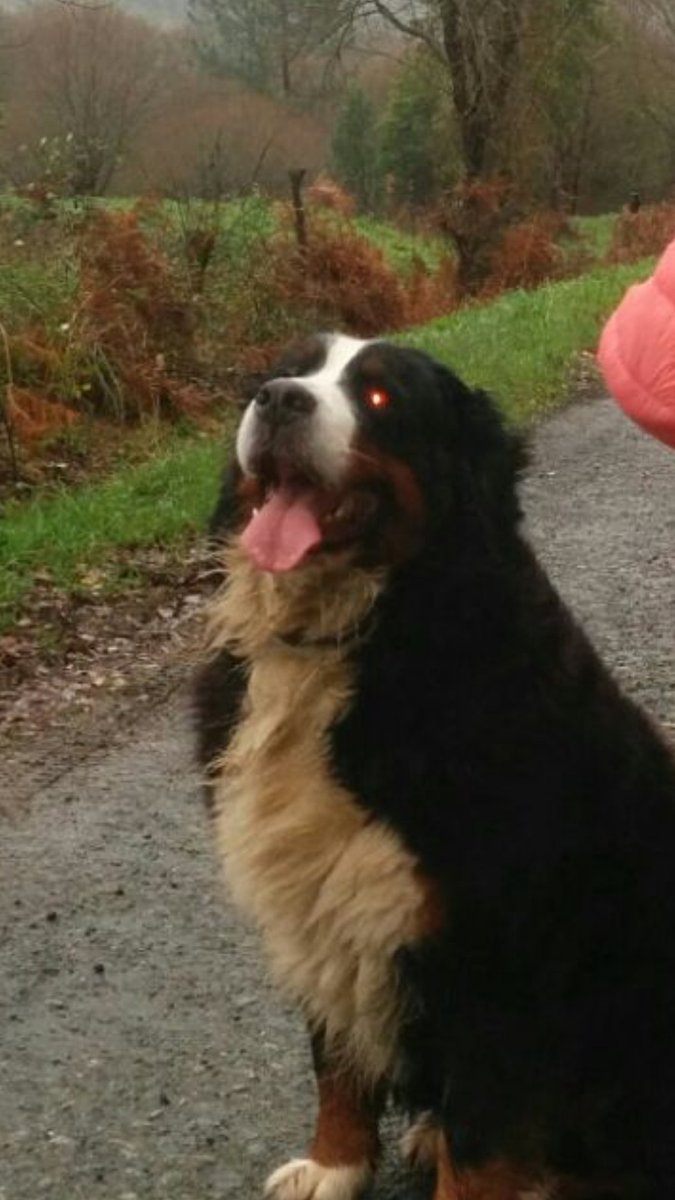 #SeBusca 
#perroperdido 
Desde ayer por la tarde en la zona de Mandiá!!
Perra de 4 años, Boyero de Berna!!
#RT porfa