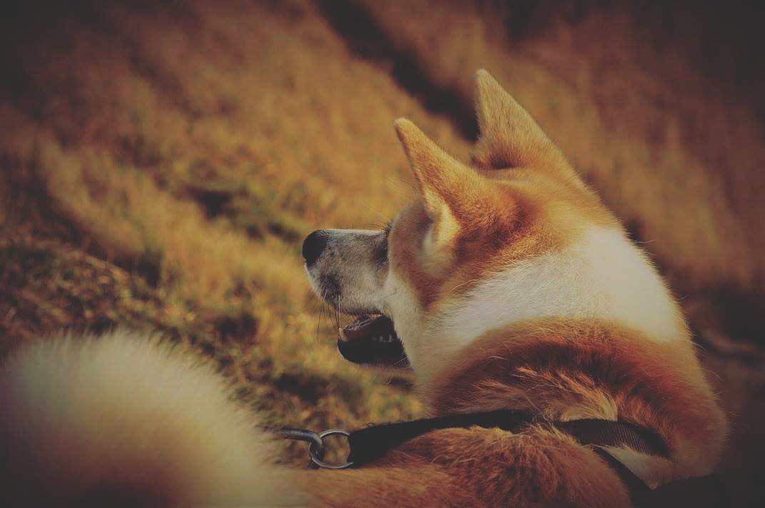 DominiqueHanzl's tweet photo. Venčení @GEJMRcz  😂 #doge #doglove #Travel https://t.co/BkhY9164Vd