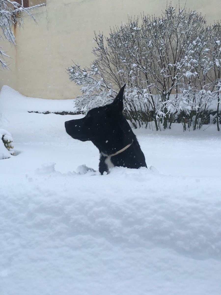 ElenaHernan7's tweet photo. Nevadon del siglo XXI 😱 https://t.co/FFeoyz9SiB