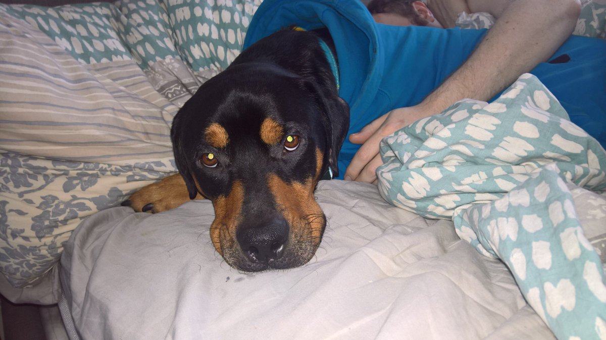 RoccoRottweiler's tweet photo. It's #hugahuman day
#cuddles #DogsOfTwitter #dogsofinstagram #rottweiler https://t.co/P540cymNvS