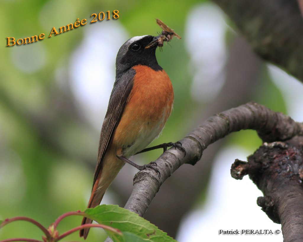 58_patrick's tweet photo. 2018: Pour une meilleure protection de la biodiversité
@LPOFrance @LPO_Herault @LPO58 @LPO_Aude @Lpochamp @LPOAk https://t.co/jJkicsfRaa
