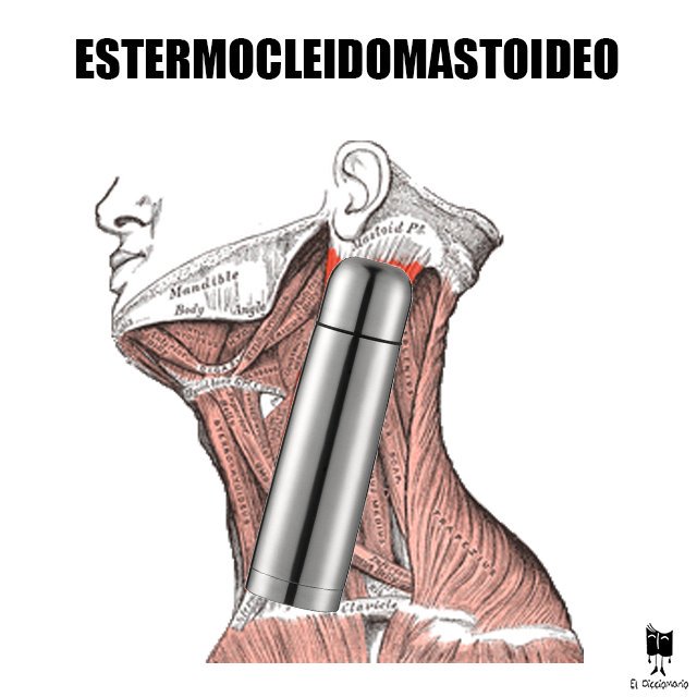 ElDicciomario's tweet photo. El músculo perfecto para combatir la #nevada de hoy.
#latontunadeldia #humorgrafico #juegodepalabras #esternocleidomastoideo #termo #musculo #medicina #anatomia #cuello #frio #calor #esternon #clavicula @MedEnfurecida @Anatomia @memedicina @FinoFilipino @Cabronazi https://t.co/3sK1qGiWLj