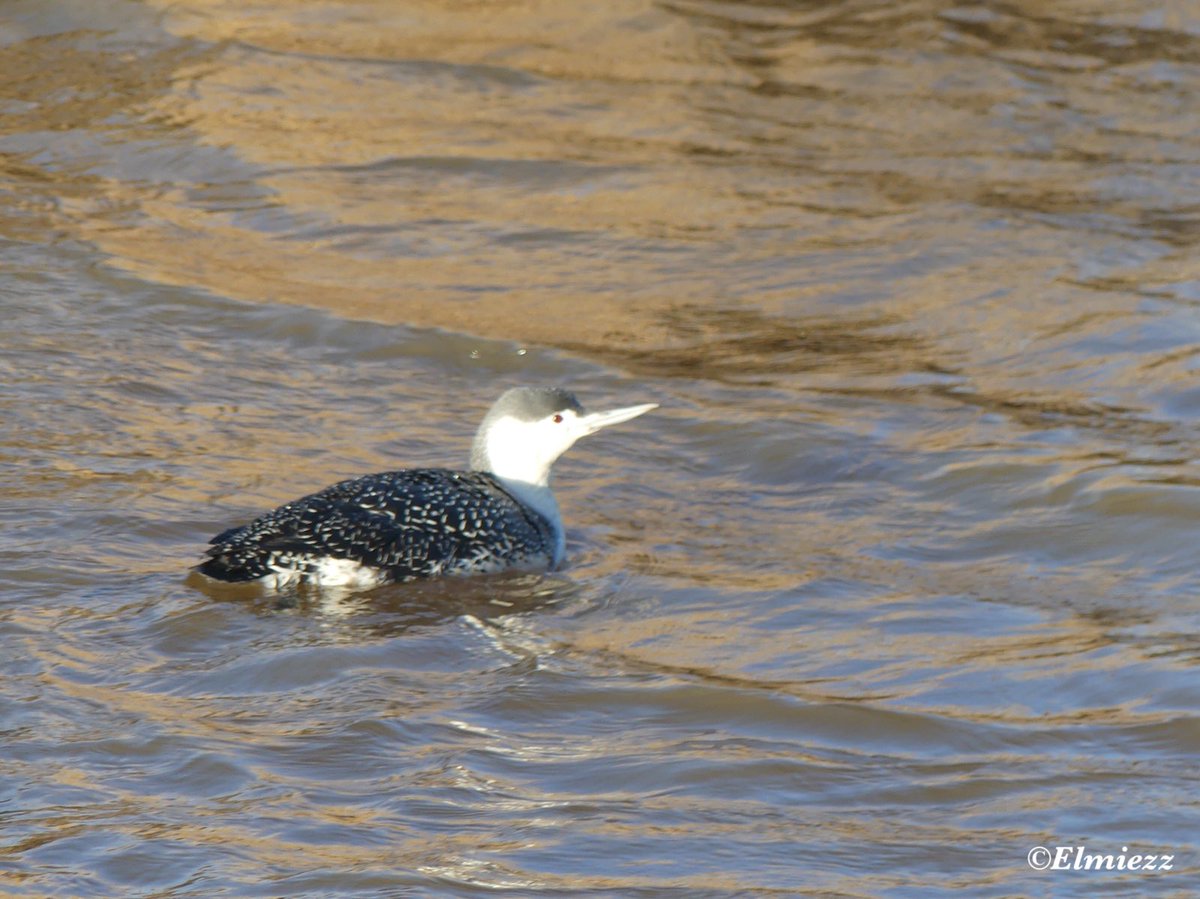 Voor de eerste keer een roodkeelduiker gespot! #vindikleuk #texel #vogel #roodkeelduiker #fotografie #waarneming