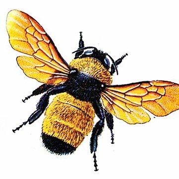 Rhonda_RaycePR's tweet photo. #honeygate #savethebees #honeybees @netflix #netflixrotten https://t.co/E3bzh1vzJk