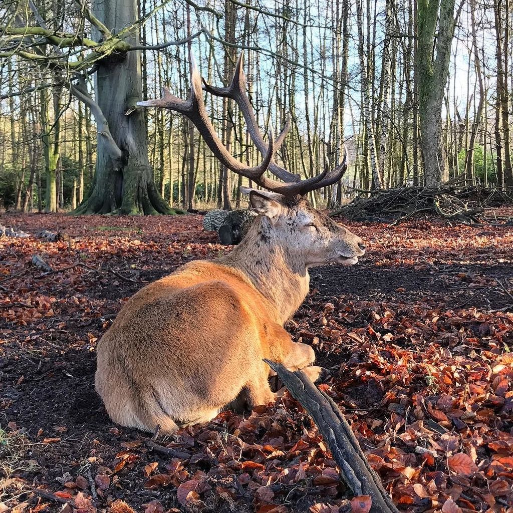 napalmgram's tweet photo. Handsome gentleman enjoying the sun on this mornings walk 
#deer #stag #antlers #woolaton #nottingham #twitter https://t.co/1XEES0mgTz https://t.co/p74JJXvmw3