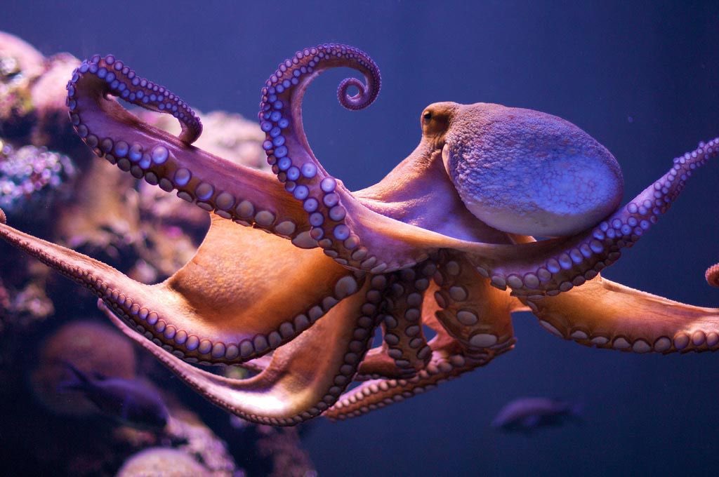 Planète Océan 🌊 tweet media