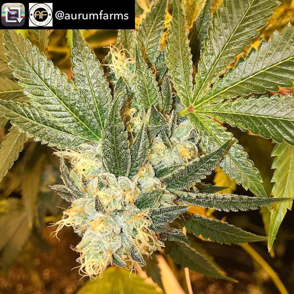 HuntsHarvest303's tweet photo. Aurum Farms uses our #supersea and it helps produce better concentrates for @x_tracted when extracted — Repost from @x_tracted @ClutchCafe @AurumFarms

#TasteTheHype - @AurumFarms has brought back the heat you’ve been waiting for, come get a taste of some amazing terps. https://t.co/go5fc4xRzN