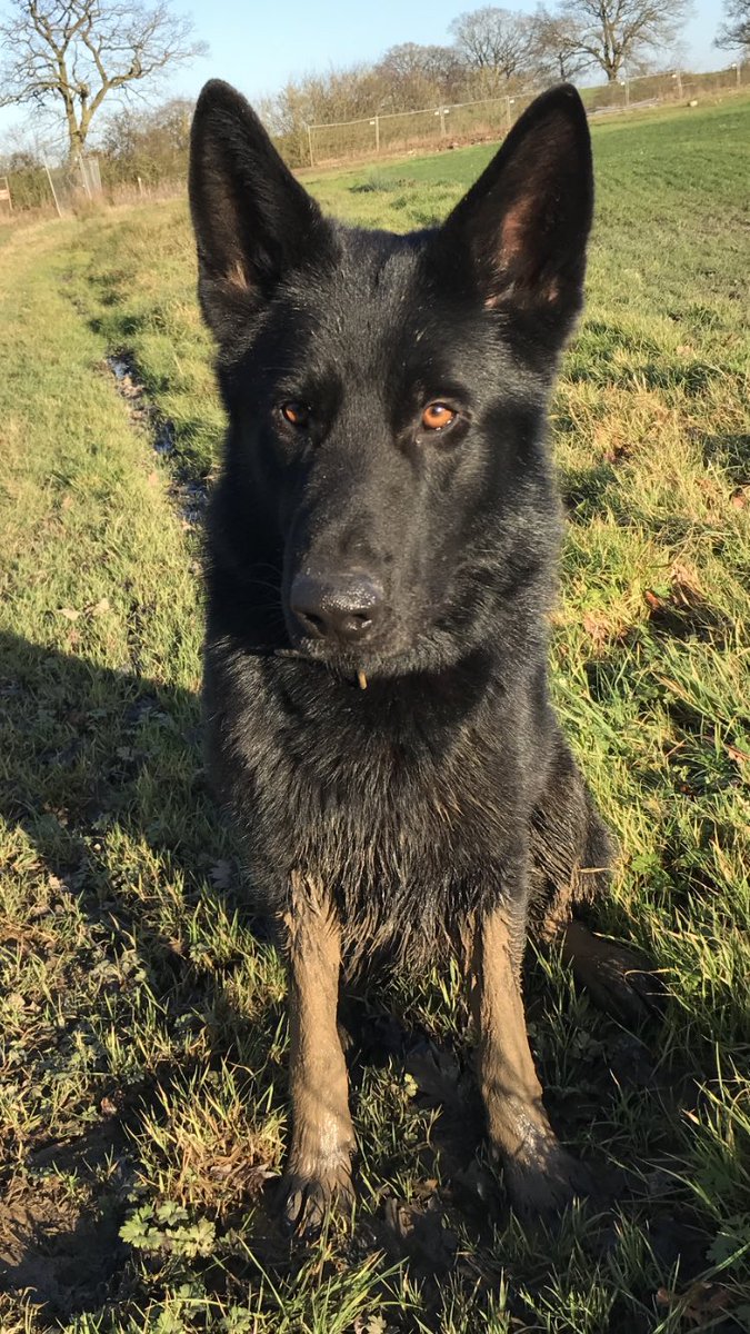 Nice fresh walk this morning. Iggy thought it was even better after he'd gone for the mud dip dye look 🙄.