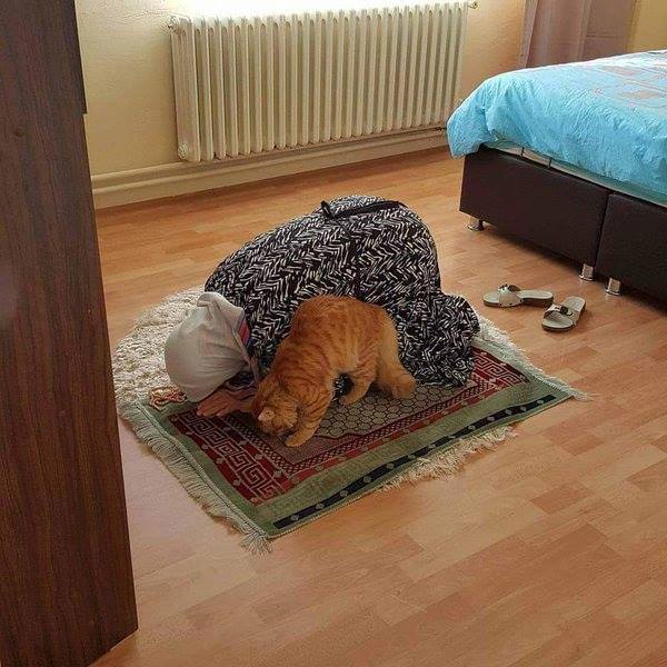 rabihalameddine's tweet photo. Prayer cat
again https://t.co/eak8Wn4hsA