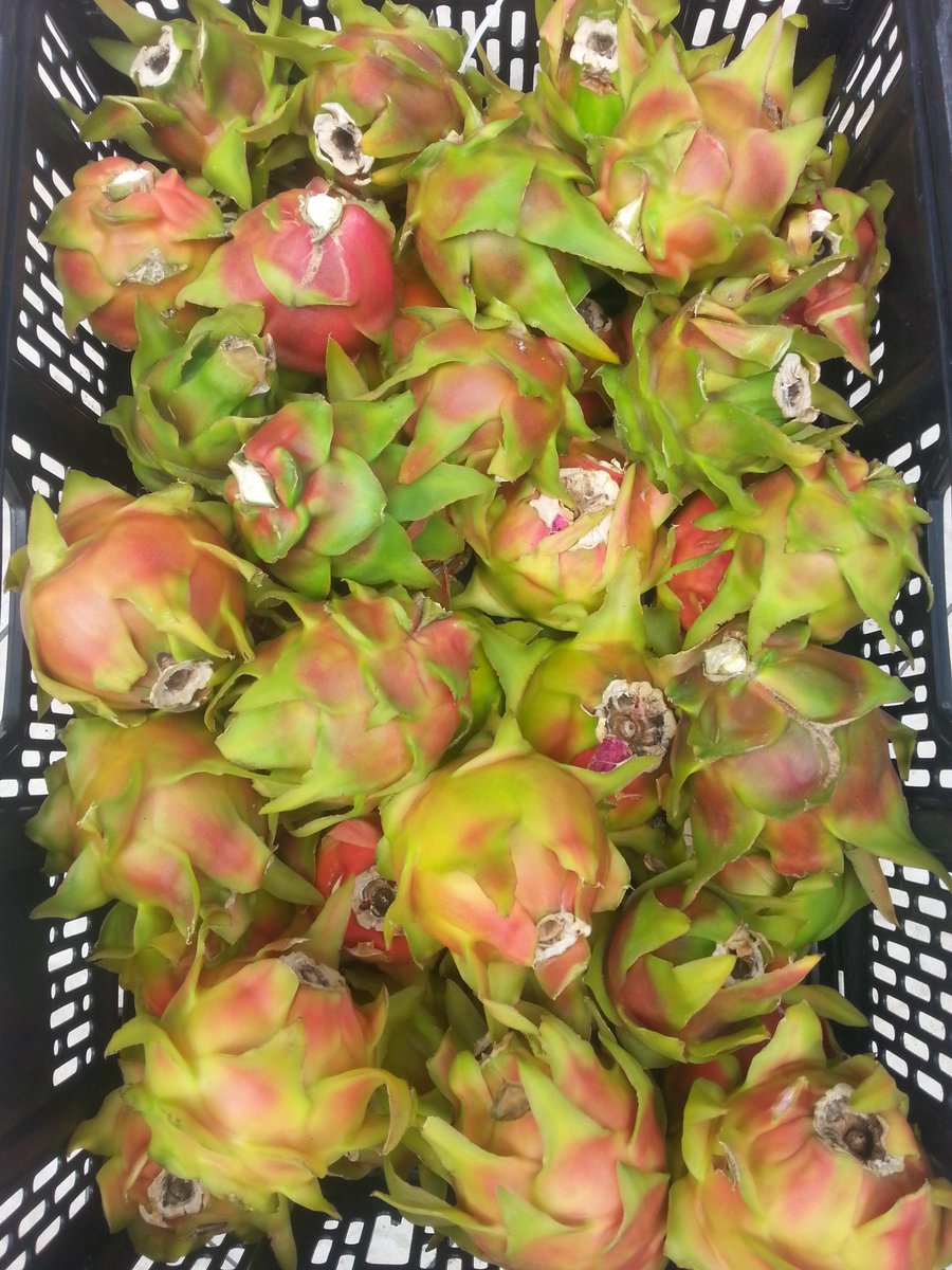 Propiedades de la pitaya amarilla Propiedades de la pitaya amarilla