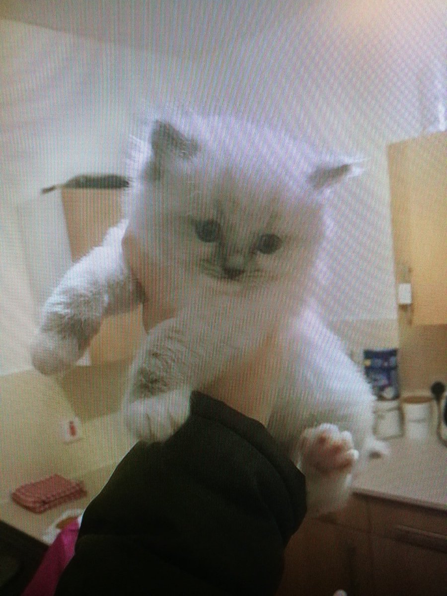 gwiazdor1's tweet image. Powiem wam, ze sie zakochalem! 22 stycznia- nowy czlonek rodziny! :) #PanKot