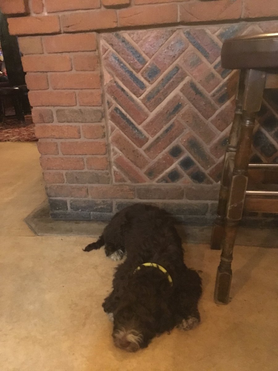 AngusCockapoo's tweet image. I’m at a wonderful place called “The Pub”.   They have an amazing snack called “Chedders”.  But also the landlady (what a lady) has a big tub of dog treats. And there’s lots of smells to smell and new people to lick. 🐕
