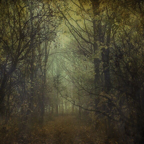 TheEnglishWitch's tweet photo. Our eternal Pendle Forest ... with ye faint smell of Centuries before us .. ✨

#MagicalPlaces #PendleForest #PendleWitches #Trees #AONB https://t.co/qg7xazLXei